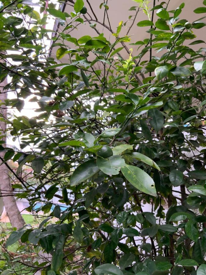 Lali Villa & Fruit Garden 갈레 외부 사진