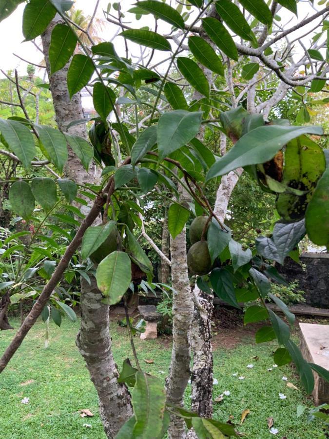Lali Villa & Fruit Garden 갈레 외부 사진