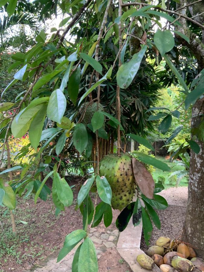 Lali Villa & Fruit Garden 갈레 외부 사진