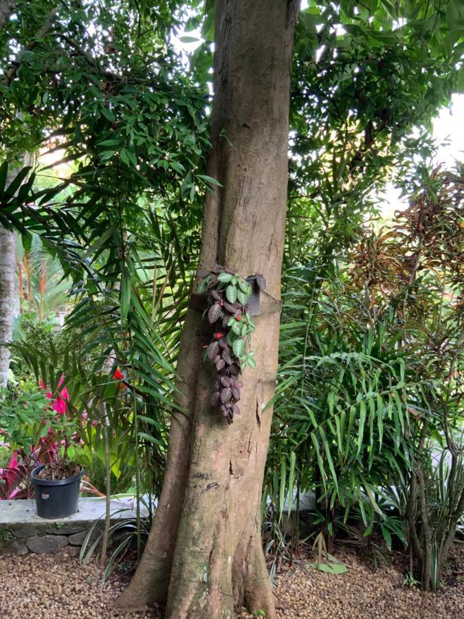 Lali Villa & Fruit Garden 갈레 외부 사진
